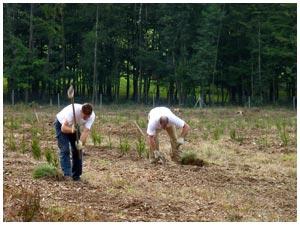 Plantation