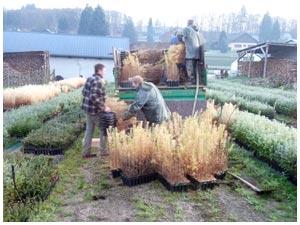 Chargement de 10000 godets Mélèzes hybrides 50/80